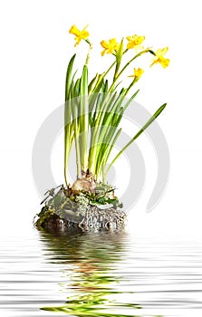 Islet with blossoming yellow daffodils