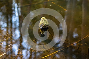 An islet of green moss growing on a stump sticking out of the water in a swamp