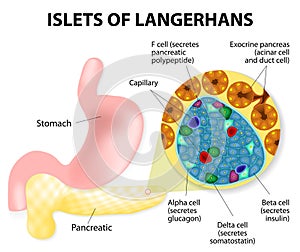 Islets of Langerhans