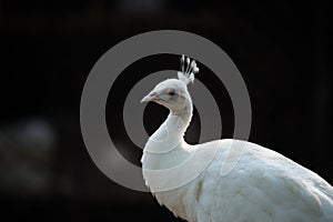 An islolated beautiful white Indian Peackok with a dark background