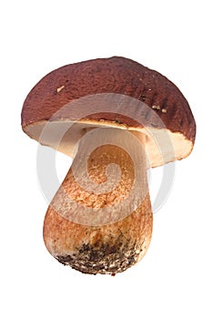 Islolated Boletus edulis