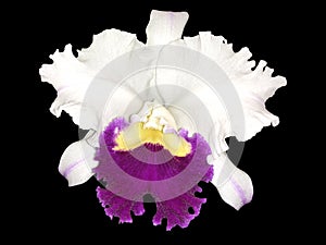 Blanco a púrpura orquídea transparente 