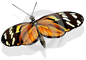 Ismenius Tiger Butterfly