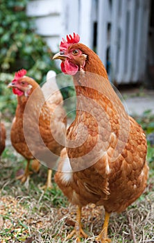 Isobrown chickens in yard