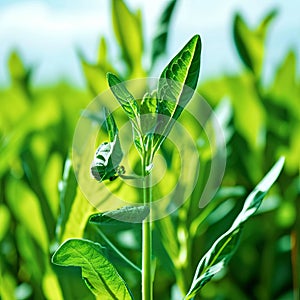 isobutanol a biofuel derived from renewable biomass feedstocs u photo