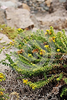 Isocoma Menziesii Sedoides Bloom - Ventura Coast - 071422