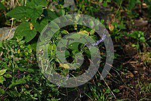 Isodon inflexus flowers. Lamiaceae perennial plants.