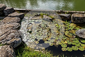 Isola Polvese: Water Lilies Lake