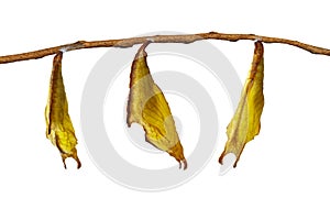 Isolatd chrysalis of common maplet butterfly hanging on twig photo