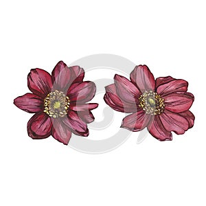 Isolate of 2 pink anemone flowers on a white background. Watercolor illustration. Suitable for making wallpaper