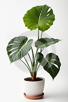 Isolate Alocasia Polly plant against white wall