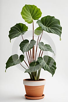 Isolate Alocasia Polly plant against white wall