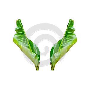 Isolate the banana leaf. with clipping path. two leaf.