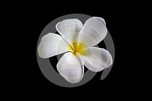 Isolate beautiful charming white flower plumeria