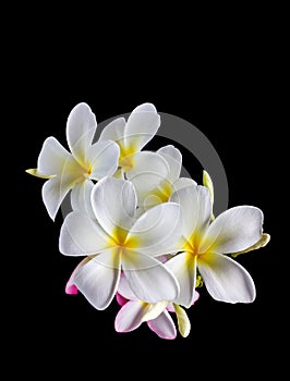 Isolate beautiful charming white flower plumeria