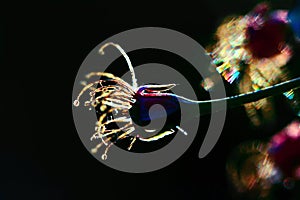 Isolate on a Black background