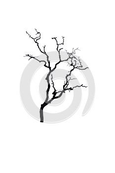 Isolate black braches tree on white background