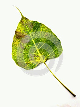 An isolate of Bodhi leaf.