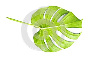 Isolate Dark green Monstera large leaves, philodendron tropical foliage plant growing in wild on white background with clipping