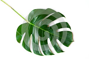 Isolate Dark green Monstera large leaves, philodendron tropical foliage plant growing in wild on white background with clipping