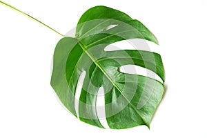 Isolate Dark green Monstera large leaves, philodendron tropical foliage plant growing in wild on white background with clipping