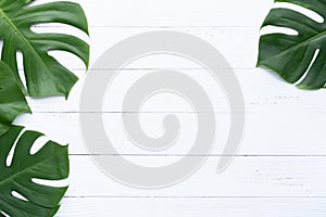 Isolate Dark green Monstera large leaves, philodendron tropical foliage plant growing in wild on white wood background with