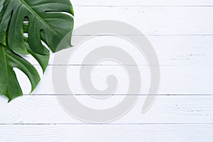 Isolate Dark green Monstera large leaves, philodendron tropical foliage plant growing in wild on white wood background with