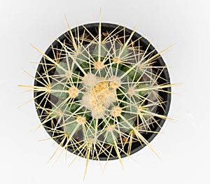 .Isolate Echinocactus grusonii   on white background, top view cactus and succulents