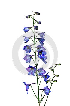 Isolate flower delphinium ( larkspur ) on a white background
