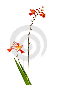 Isolate gladiolus flower on a white background