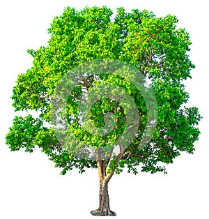 Isolate green tree clipping path  on white background.