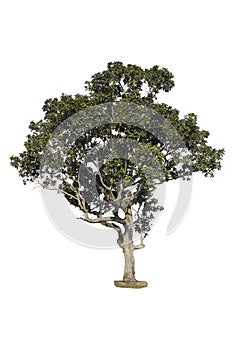 Isolate green tree clipping path  on white background.