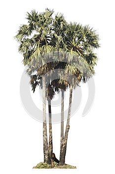 Isolate green tree clipping path  on white background.