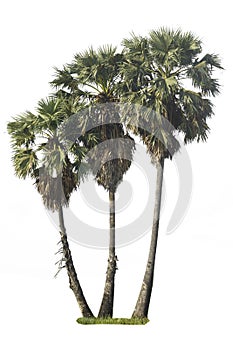 Isolate green tree clipping path  on white background.