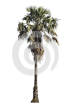 Isolate green tree clipping path  on white background.