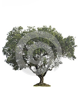Isolate green tree clipping path  on white background.