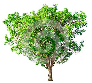 Isolate green tree white clipping path