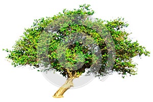 Isolate green tree white clipping path