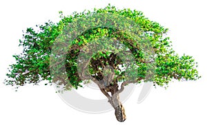 Isolate green tree white clipping path