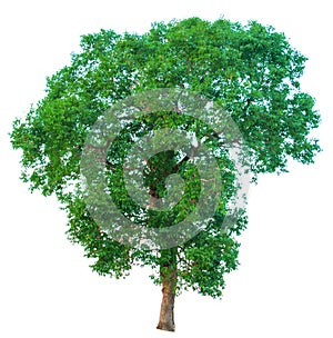 Isolate green tree white clipping path