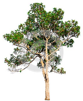 Isolate green tree white clipping path