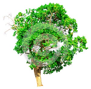 Isolate green tree white clipping path