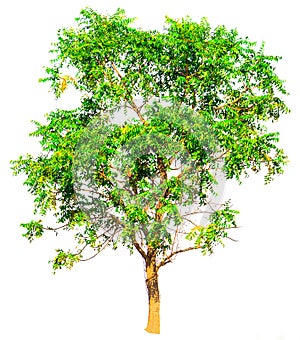 Isolate green tree white clipping path