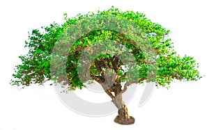 Isolate green tree white clipping path