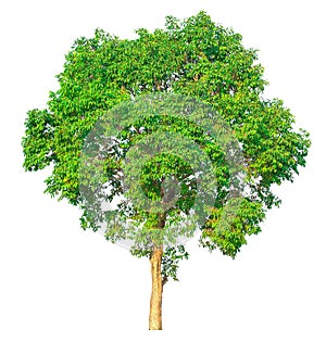 Isolate green tree white clipping path