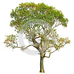 Isolate green trees white clipping path