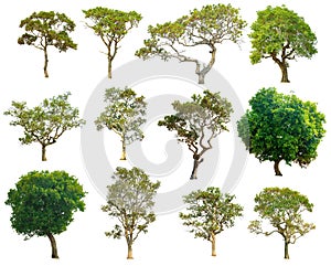 Isolate green trees white clipping path