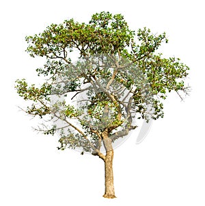 Isolate green trees white clipping path