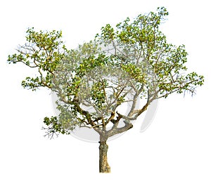 Isolate green trees white clipping path