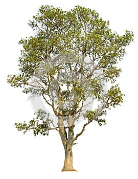 Isolate green trees white clipping path